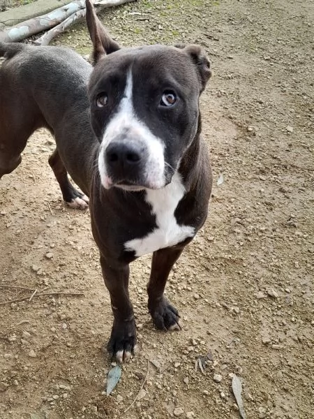 Zampa dolcissimo incrocio pitbull in adozione | Foto 2