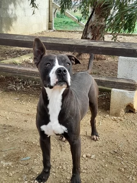 Zampa dolcissimo incrocio pitbull in adozione | Foto 1