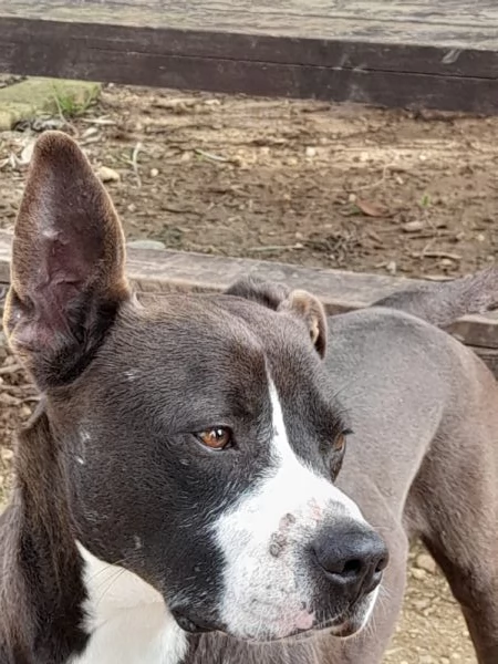 Zampa dolcissimo incrocio pitbull in adozione | Foto 0