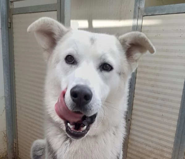 Oscar, incrocio pastore tedesco/husky in adozione | Foto 6