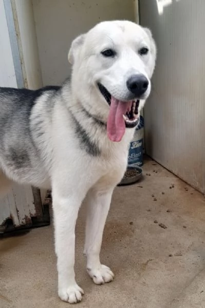 Oscar, incrocio pastore tedesco/husky in adozione | Foto 5