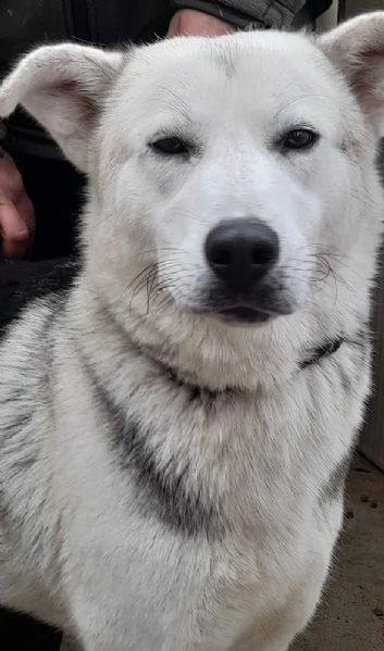 Oscar, incrocio pastore tedesco/husky in adozione | Foto 4