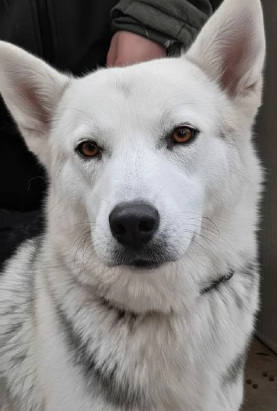 Oscar, incrocio pastore tedesco/husky in adozione