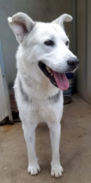 Oscar, incrocio pastore tedesco/husky in adozione | Foto 3