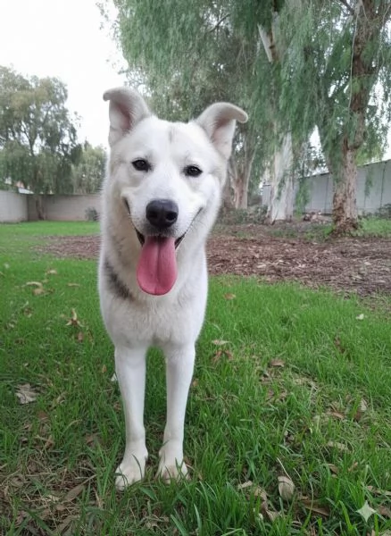 Oscar, incrocio pastore tedesco/husky in adozione | Foto 2
