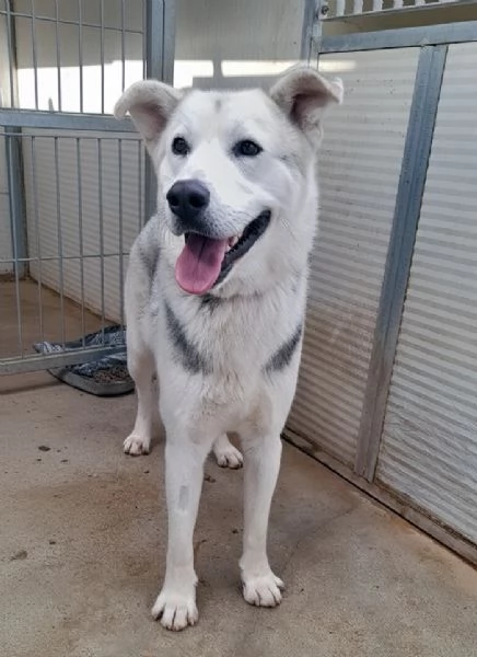 Oscar, incrocio pastore tedesco/husky in adozione | Foto 0