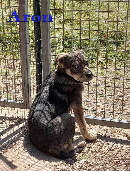 Aron e Jago cuccioli in adozione | Foto 1