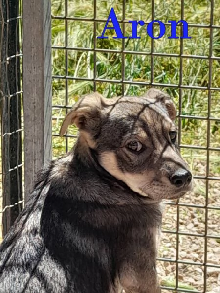 Aron e Jago cuccioli in adozione