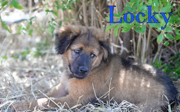 Locky ed Elvis bellissimi cuccioli in adozione | Foto 6