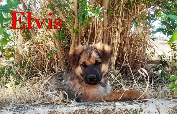 Locky ed Elvis bellissimi cuccioli in adozione | Foto 5