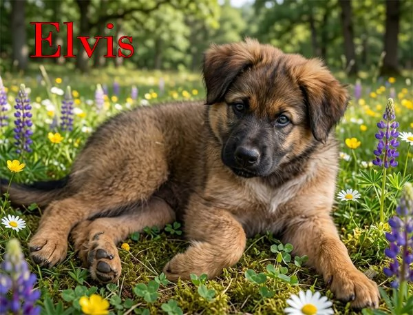 Locky ed Elvis bellissimi cuccioli in adozione | Foto 0