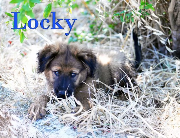Locky ed Elvis dolcissimi cuccioli in adozione | Foto 4