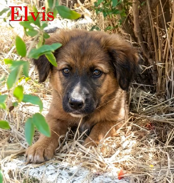 Locky ed Elvis dolcissimi cuccioli in adozione | Foto 3