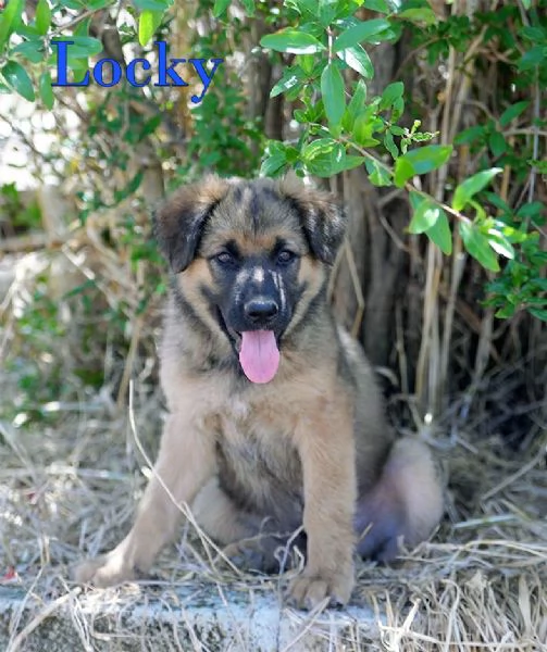 Locky ed Elvis dolcissimi cuccioli in adozione | Foto 2