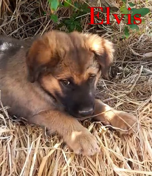 Locky ed Elvis dolcissimi cuccioli in adozione | Foto 0