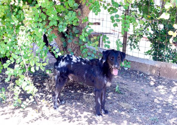 Jerry dolcissimo incrocio spinone in adozione | Foto 6
