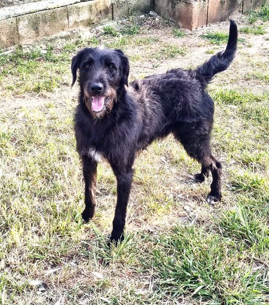 Jerry dolcissimo incrocio spinone in adozione | Foto 5