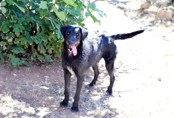 Jerry dolcissimo incrocio spinone in adozione | Foto 4