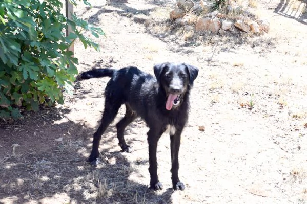 Jerry dolcissimo incrocio spinone in adozione | Foto 3