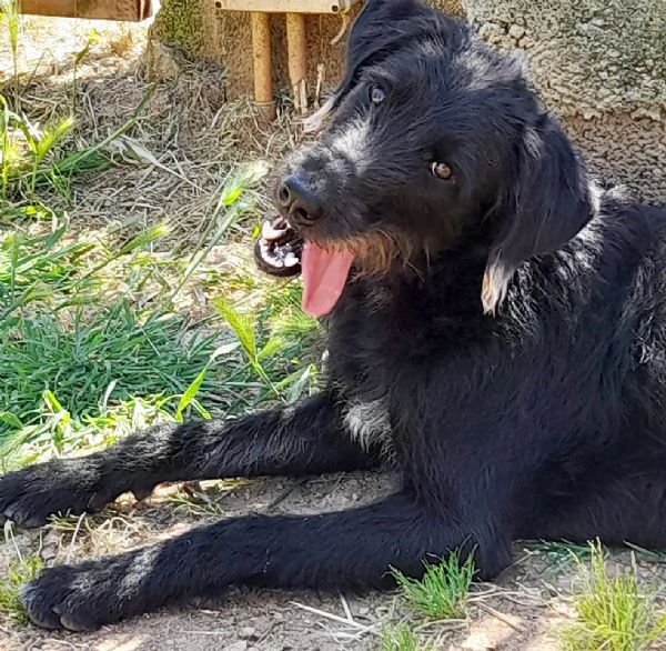 Jerry dolcissimo incrocio spinone in adozione