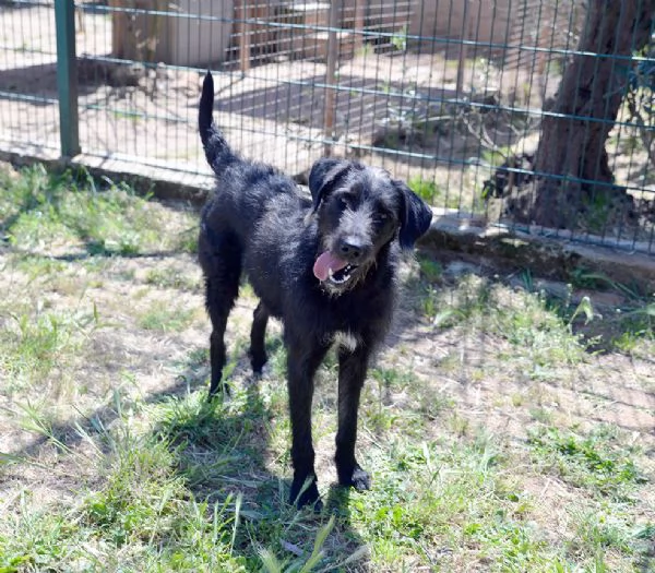 Jerry dolcissimo incrocio spinone in adozione | Foto 2