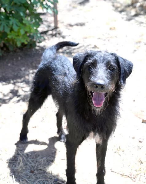 Jerry dolcissimo incrocio spinone in adozione | Foto 1