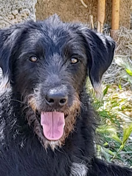 Jerry dolcissimo incrocio spinone in adozione | Foto 0