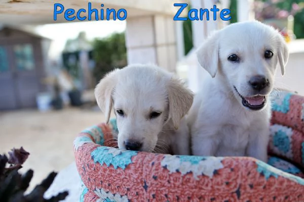 Quattro cuccioli incrocio labrador in adozione | Foto 4