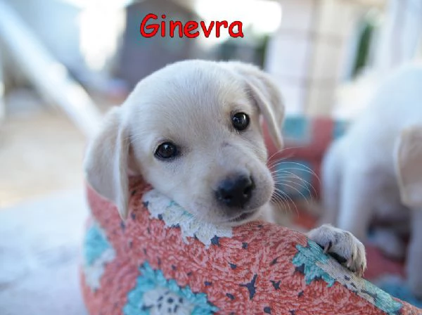 Quattro cuccioli incrocio labrador in adozione | Foto 3