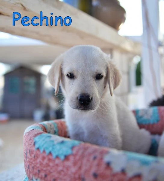 Quattro cuccioli incrocio labrador in adozione | Foto 2