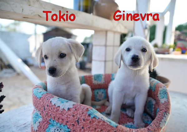 Quattro cuccioli incrocio labrador in adozione | Foto 1
