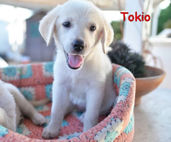 Quattro cuccioli incrocio labrador in adozione