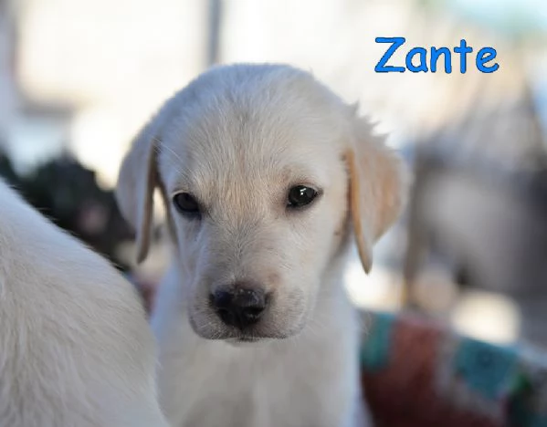 Quattro cuccioli incrocio labrador in adozione | Foto 0