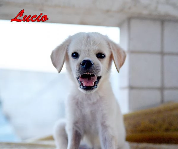 Lucio dolce e delicato cucciolo, adozione del cuore | Foto 2