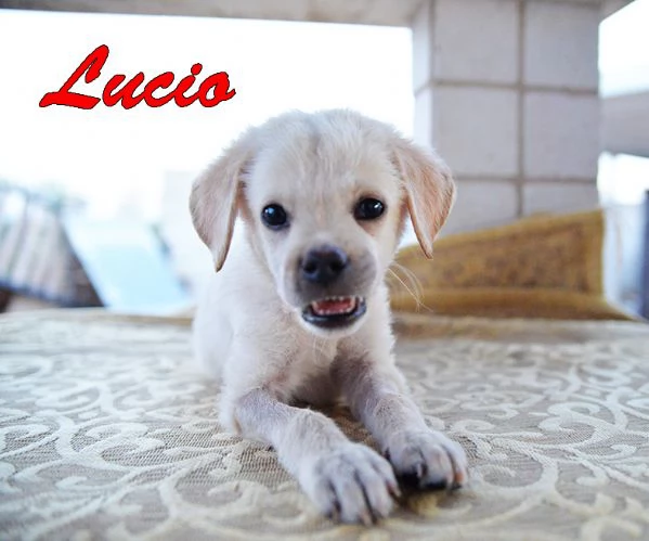 Lucio dolce e delicato cucciolo, adozione del cuore | Foto 1