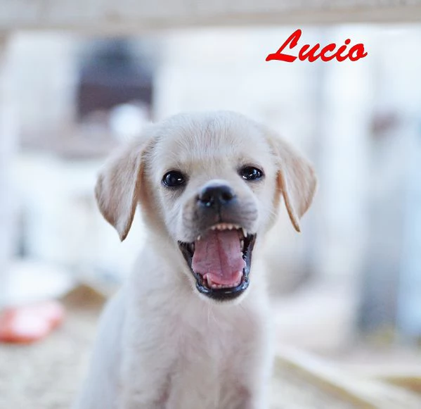 Lucio dolce e delicato cucciolo, adozione del cuore