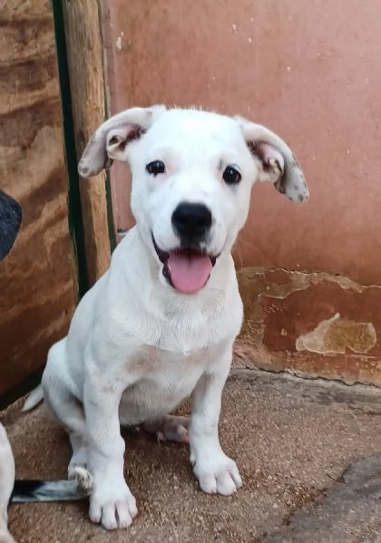 Milo e Ricky cuccioli in adozione | Foto 5