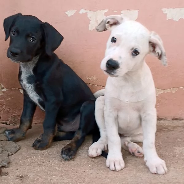 Milo e Ricky cuccioli in adozione | Foto 4