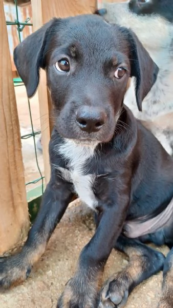 Milo e Ricky cuccioli in adozione | Foto 3