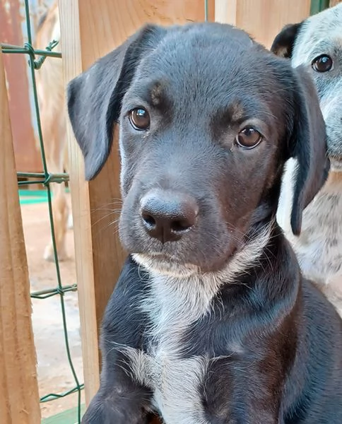 Milo e Ricky cuccioli in adozione | Foto 2
