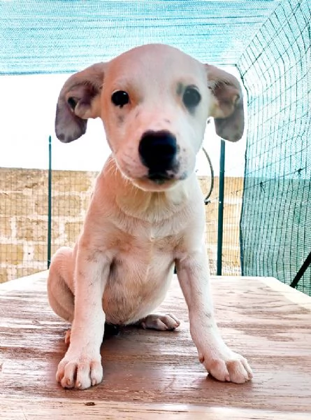Milo e Ricky cuccioli in adozione | Foto 1