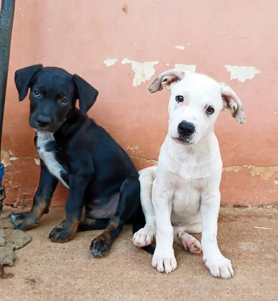 Milo e Ricky cuccioli in adozione