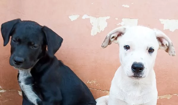 Milo e Ricky cuccioli in adozione | Foto 0