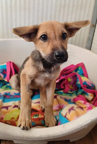 Elide, dolce cucciola in adozione | Foto 4