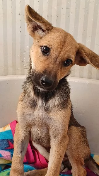 Elide, dolce cucciola in adozione | Foto 3