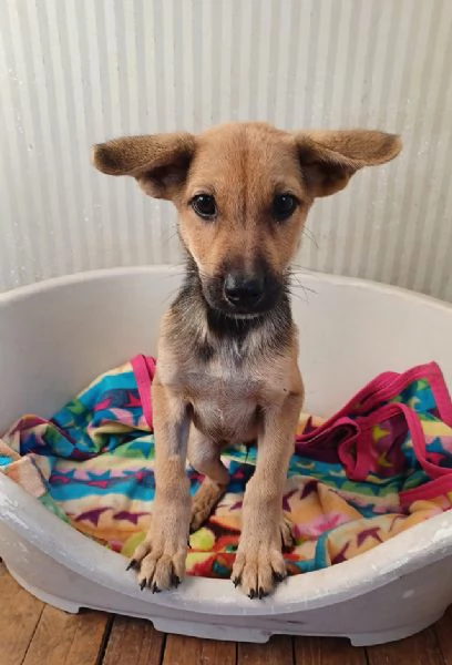 Elide, dolce cucciola in adozione | Foto 1