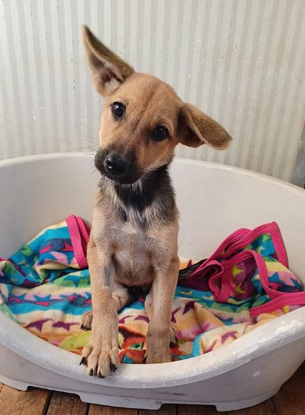 Elide, dolce cucciola in adozione