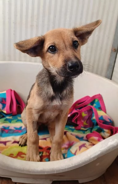 Elide, dolce cucciola in adozione | Foto 0