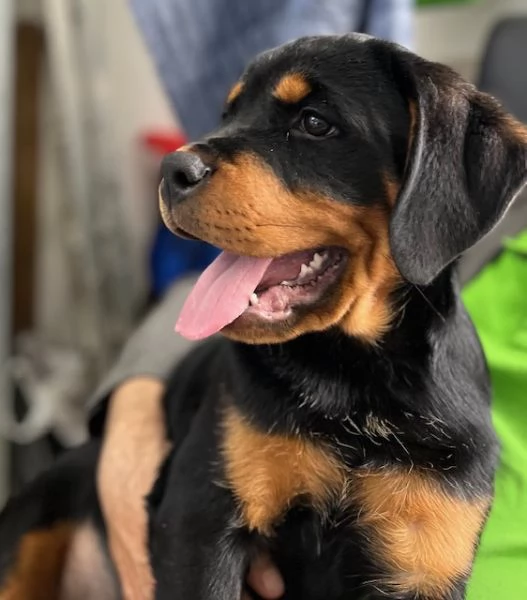 Cucciola di Rottweiler 