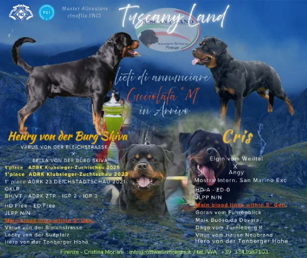 Cuccioli di Rottweiler con pedigree | Foto 1